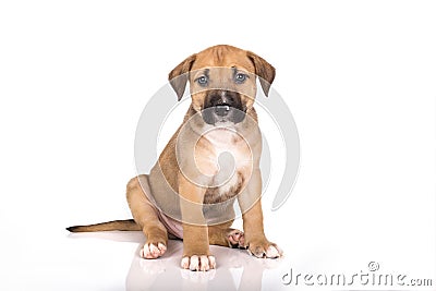 Pitbull puppy Stock Photo