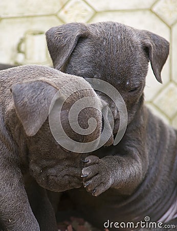 Pitbull Pups - Yup, your nose is cold and wet Stock Photo