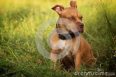 Pitbull Red nose Stock Photo