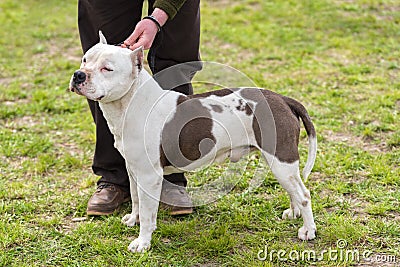 Pitbull terrier dog in the green park Stock Photo