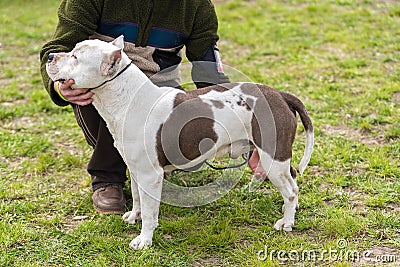 Pitbull terrier dog in the green park Stock Photo