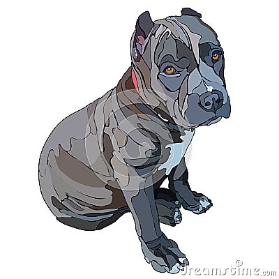 Sitting puppy pitbull vector illustration Vector Illustration