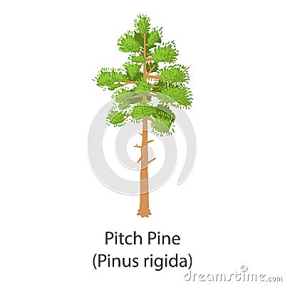 Pitch pine icon, flat style Vector Illustration