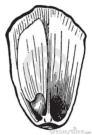 Pitch Pine Seed vintage illustration Vector Illustration