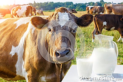 A pitcher with a glass of milk and a cow . Stock Photo