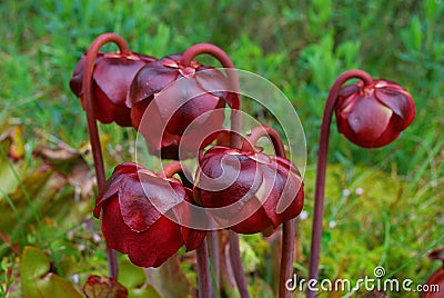 Pitcher Plant Stock Photo