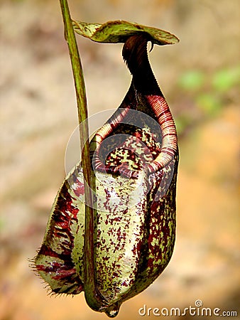 Pitcher plant Stock Photo