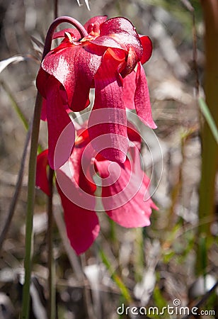 Pitcher Plant Flowers- Sarracenia leucophylla Stock Photo