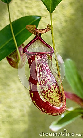 Pitcher plant (nepenthes khasiana). Botanical Garden, Germany, Europe Stock Photo