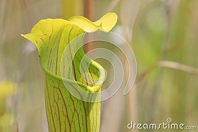 Pitcher Plant Sarracenia alata Stock Photo