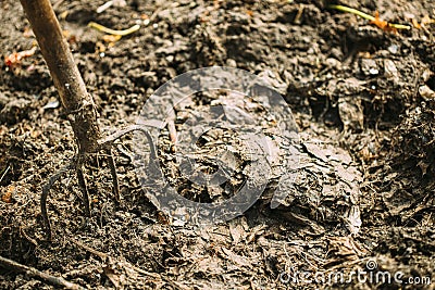 Pitchfork In Rotting Compost From Waste On Ground, Humus, Manure. Rotting Scraps Turning In Organic Fertilizer Ground Stock Photo