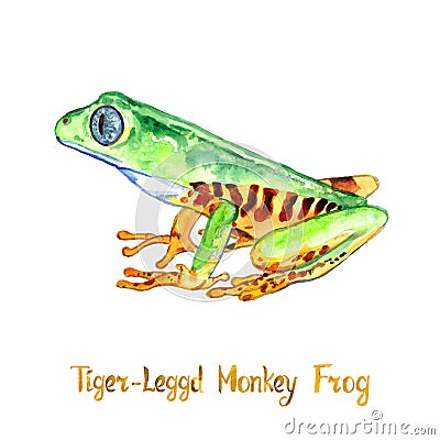 Pithecopus hypochondrialis the northern orange-legged leaf or tiger-legged monkey frog, isolated on white hand painted Cartoon Illustration