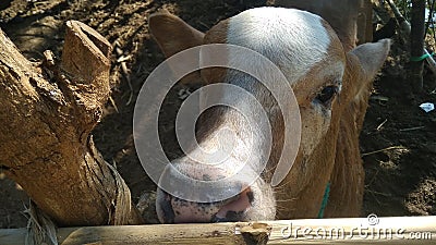 pitiful brown cow face in a traditional pen Stock Photo