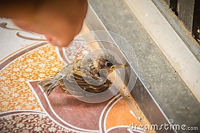 Pitiful fallen baby bird from the nest on tiles floor. Very young swallow bird fallen from nest. Stock Photo
