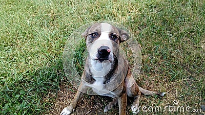 Male pittbull sitting enjoying a sunny summer afternoon Stock Photo