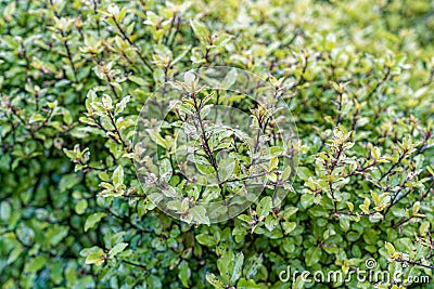 Pittosporum Tenuifolium Stock Photo