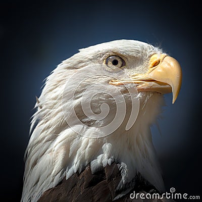 Portrait of a bald eagle Stock Photo