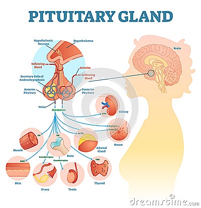 Pituitary gland anatomical vector illustration diagram, educational medical scheme Vector Illustration