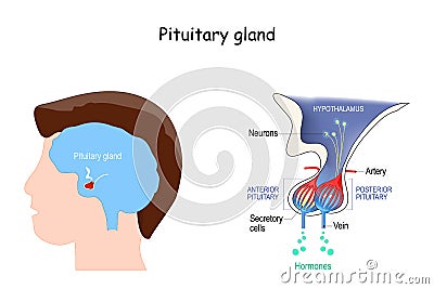 Pituitary gland anatomy. Hormones. location of hypophysis Vector Illustration