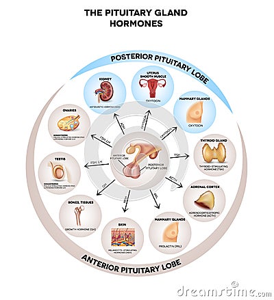 Pituitary gland hormones Vector Illustration