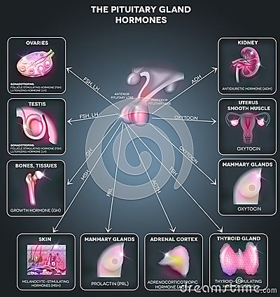 Pituitary gland hormones Vector Illustration