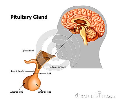 Pituitary-gland Stock Photo