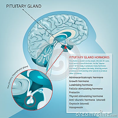 Pituitary gland vector Vector Illustration