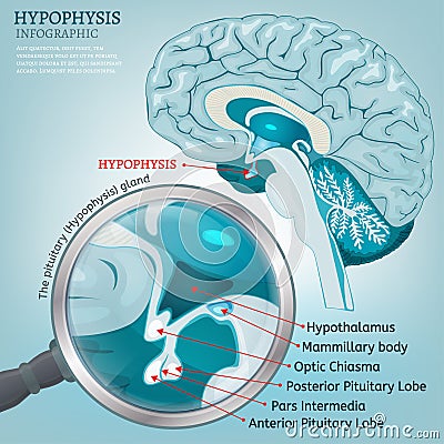 Pituitary gland vector Vector Illustration