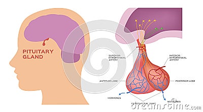 Pituitary gland vector Vector Illustration