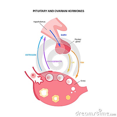 Female reproductive hormones Vector Illustration