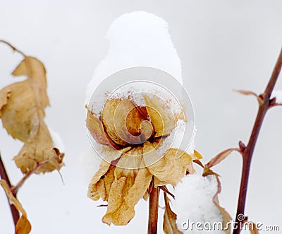 Piture of a yellow frozen rose in january under the snow Stock Photo