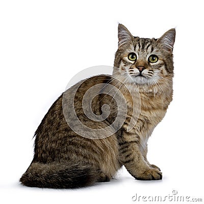 Pixie Bob cat kitten girl sitting side ways isolated on white background and looking into lens Stock Photo