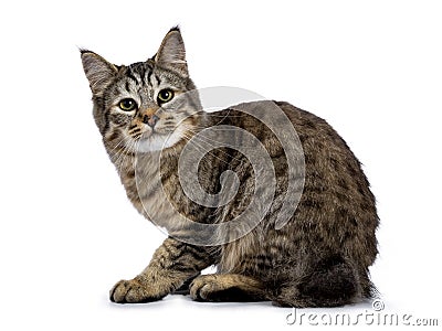 Pixie Bob cat kitten sitting side ways isolated on white background and looking very curious / naughty into lens Stock Photo