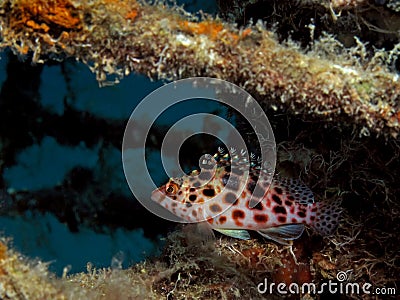 Pixie hawkfish Stock Photo