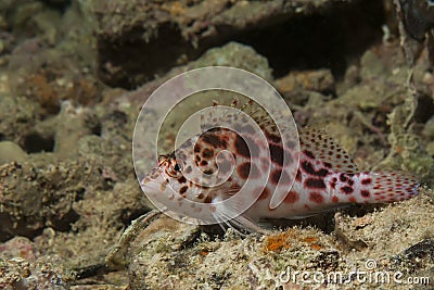 Pixie hawkfish Stock Photo