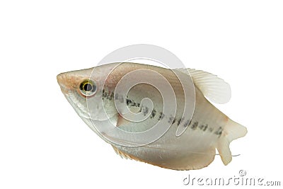Pla Salit Trichogaster pectoralis ,Fresh raw fish isolated on Stock Photo