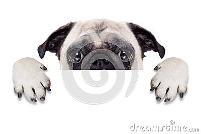 Placard banner dog Stock Photo