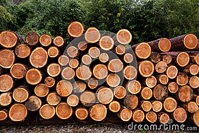 Accumulation of larch in the forest. Stock Photo