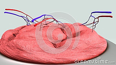 Placenta structure Stock Photo