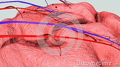 Placenta structure Stock Photo