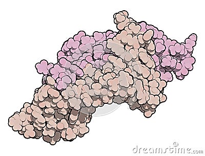 Placental growth factor (PlGF, receptor binding domain) protein. 3D rendering based on protein data bank entry 1rv6 Stock Photo