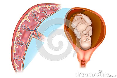 Placental structure and circulation. Vector Illustration