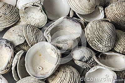 Placer shells Stock Photo