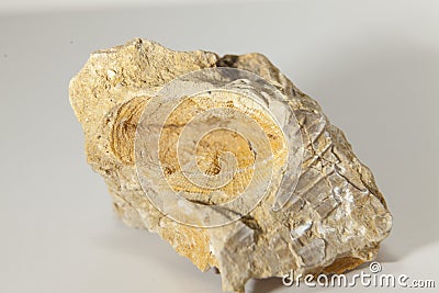 Placosmilia fossil mold macro photografy Stock Photo