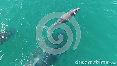 Plage de punta gorda bcs mexico2023 : quelques dauphins nageant les uns à côté des autres banque de vidéos Plage de punta gorda bcs mexico2023 : quelques dauphins nageant les uns à côté des autres banque de vidéos
