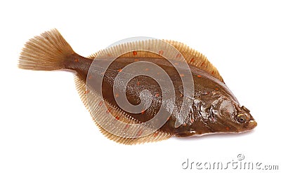 Plaice Fish Stock Photo