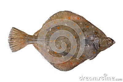 Plaice fish isolated on white background. Fresh flounder. Seafood. Stock Photo