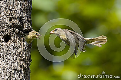 Plain-backed Sparrow - Passer flaveolus. Stock Photo