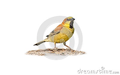 Plain-backed sparrow perching on tree bark Stock Photo