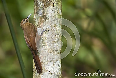 Plain-brown Woodcreeper, Dendrocincla fuliginosa, on tree Stock Photo